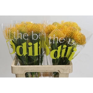 Nutans Haw Catherinae