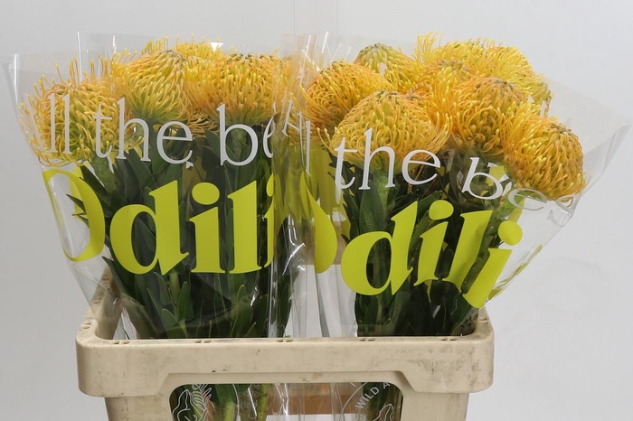 <h4>Nutans Haw Catherinae</h4>