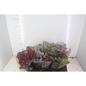 BEGONIA BELEAF P15 PO