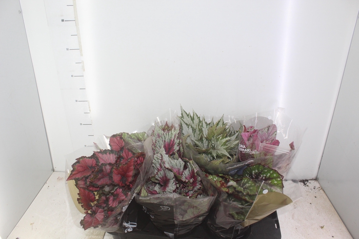 <h4>BEGONIA BELEAF P15 PO</h4>