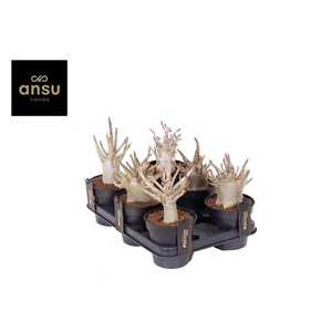 Adenium 