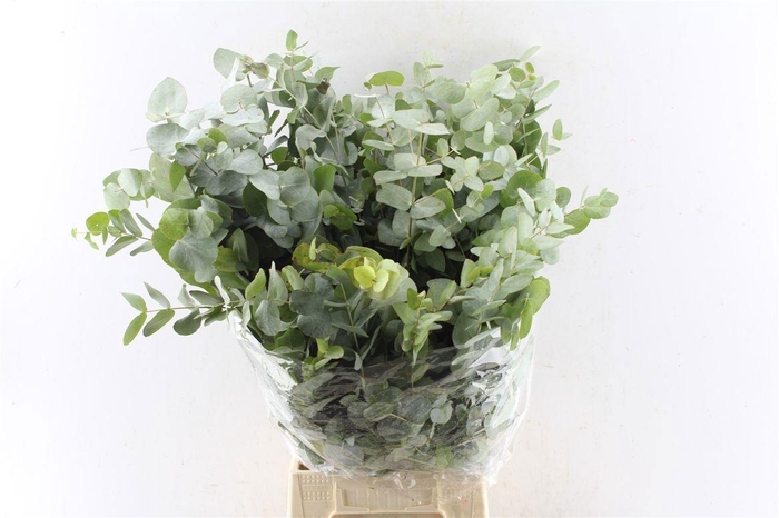 <h4>EUC CINEREA PER BOS</h4>