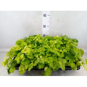 Tolmiea menziesii   ...variegated