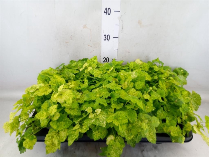 <h4>Tolmiea menziesii   ...variegated</h4>