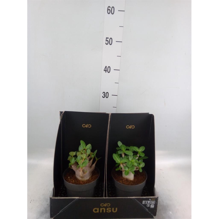 <h4>Adenium NB 'Ansu Baobab'</h4>