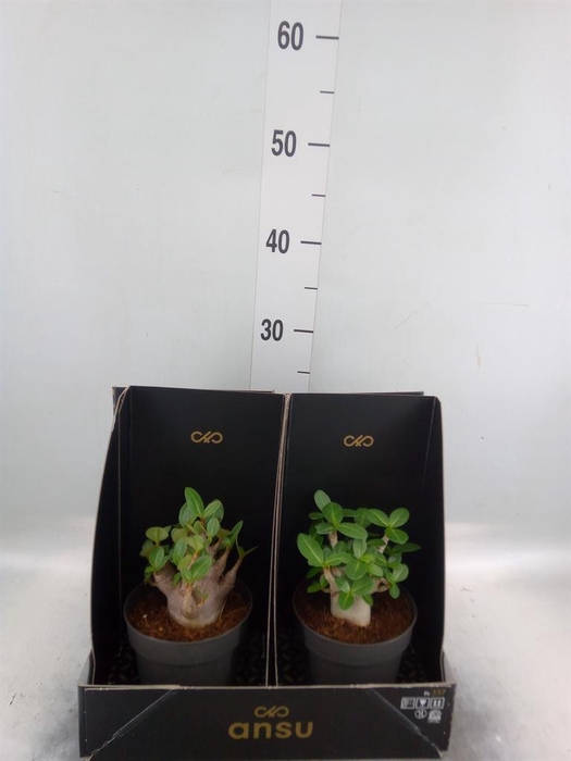 <h4>Adenium NB 'Ansu Baobab'</h4>