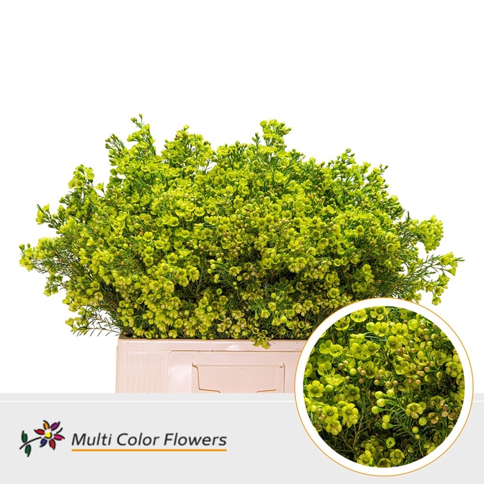 <h4>Wax Groen appel</h4>