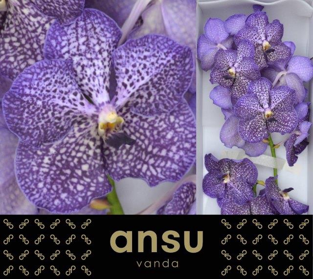 <h4>VANDA SU SAPPHIRE</h4>