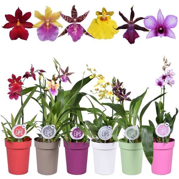 <h4>MoreLIPS® Orchideeën Mix A1 kort in gekleurde pot</h4>