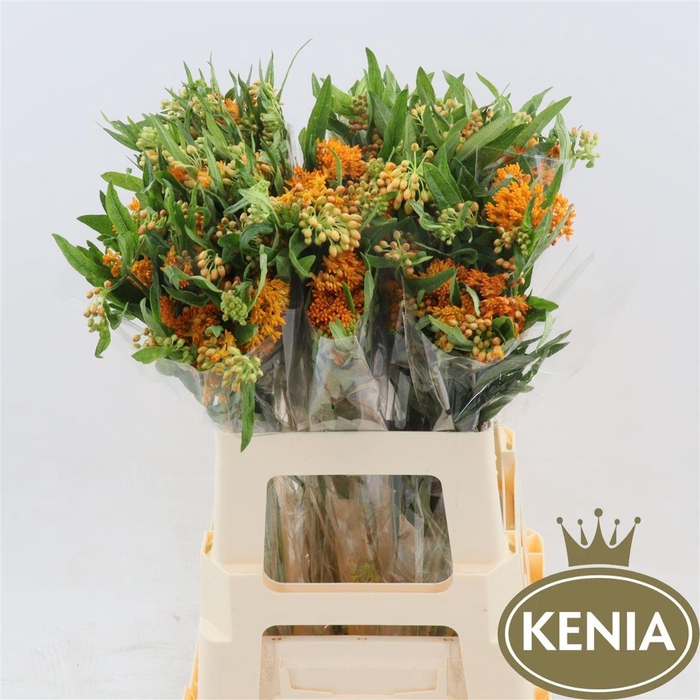 <h4>Asclepias Tuberosa</h4>