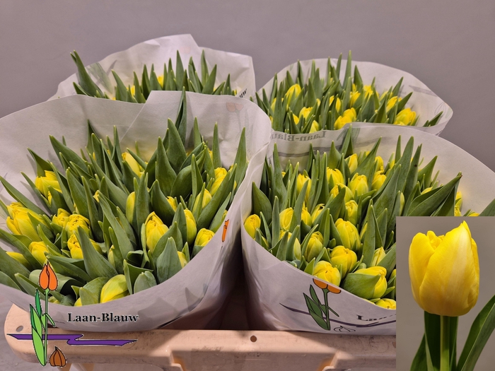 <h4>TU DU MARIE JO</h4>