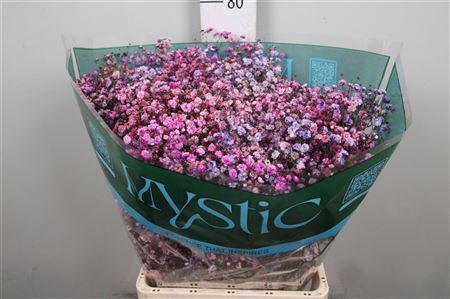 <h4>Gyps Rb Dusty Grape</h4>