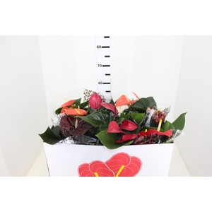 ANTHURIUM VARIADO P19