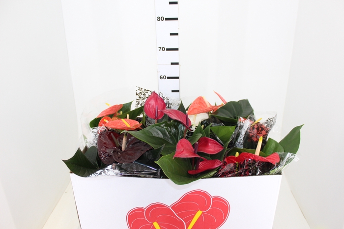 ANTHURIUM VARIADO P19