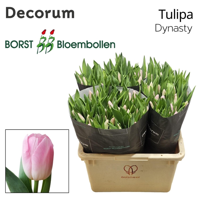 <h4>Tu En Dynasty</h4>