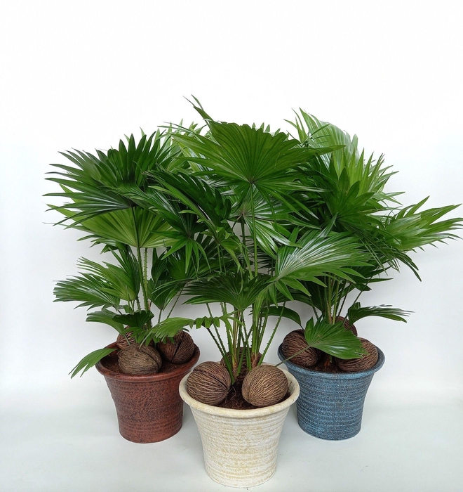 <h4>Livistona rotundifolia Mona lisa</h4>