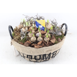 arr4 Bollenmix MB - Draadmand laag home