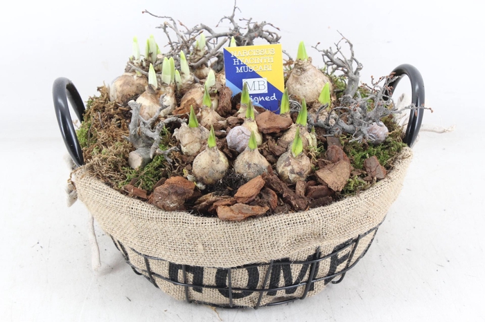 <h4>arr4 Bollenmix MB - Draadmand laag home</h4>