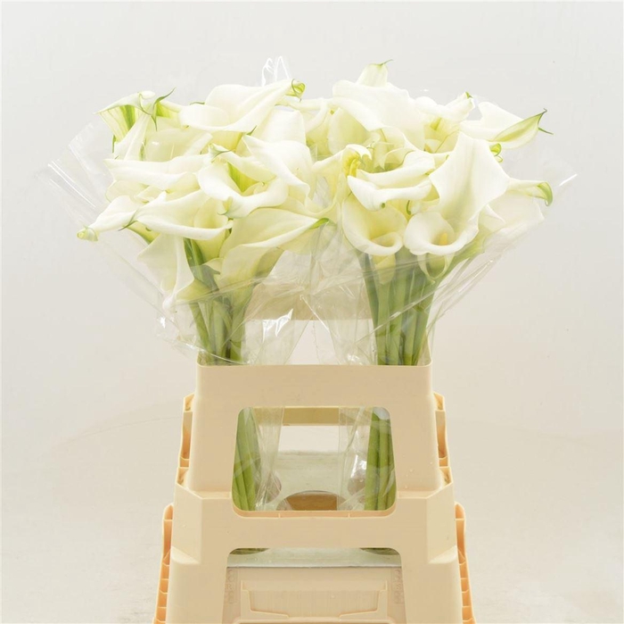 <h4>Calla White Art</h4>