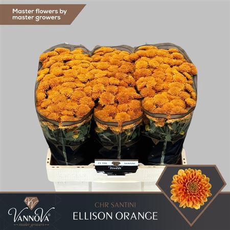 <h4>Sant Ellison Orange</h4>