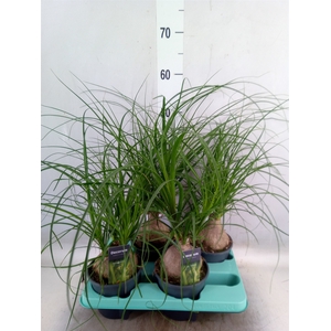 Beaucarnea recurvata