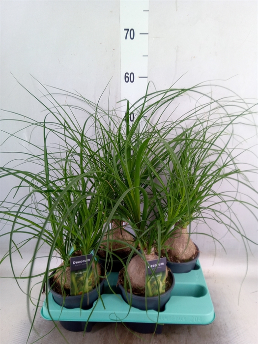 <h4>Beaucarnea recurvata</h4>