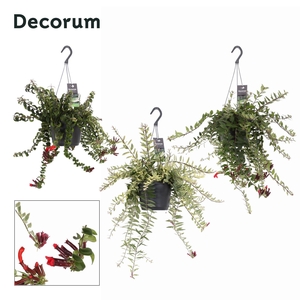 Aeschynanthus Bloeiend gemengd