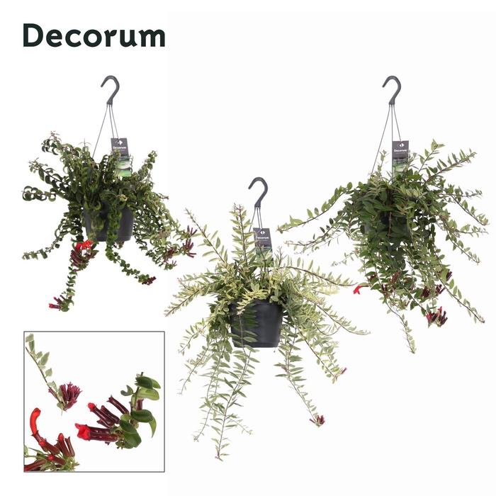 <h4>Aeschynanthus Bloeiend gemengd</h4>