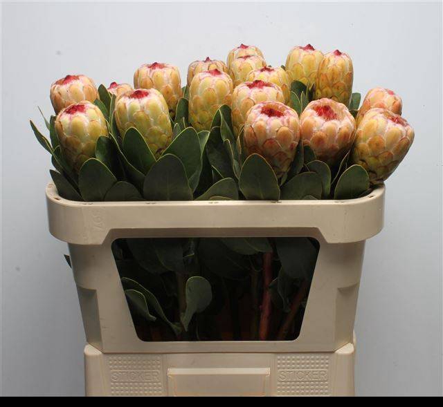 <h4>PROTEA GRANDICOLOR</h4>