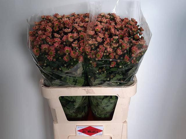 <h4>CHR S ROSSI LOBSTER</h4>