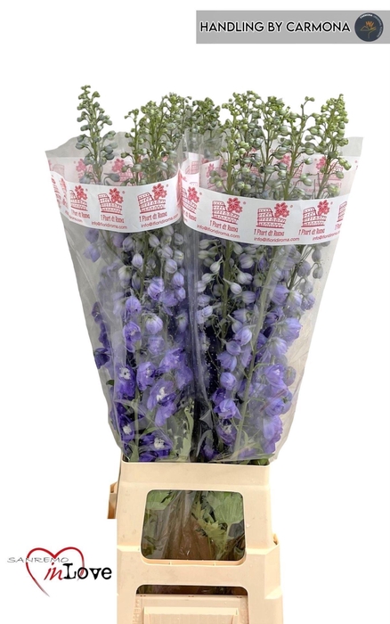 <h4>DELPH EL AURORA LIGHT PURPLE</h4>