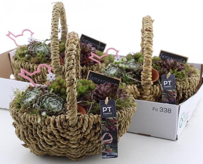 <h4>ARR SEMPERVIVUM</h4>