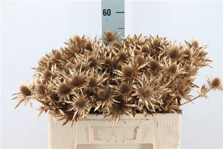 <h4>Eryngium Klb Antiek Gold X40</h4>