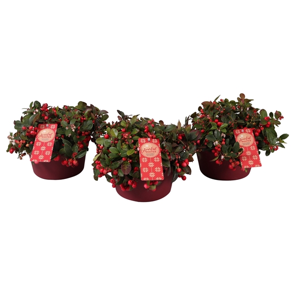 <h4>Gaultheria pr. 'Big Berry' schaal P19</h4>