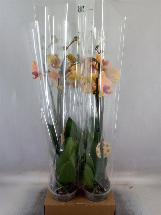 <h4>Phalaenopsis   ...orange</h4>