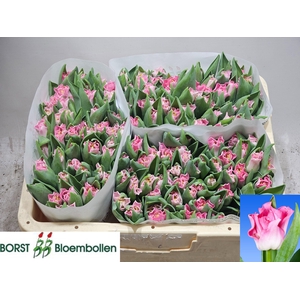 TU CO CROWN  DYNASTY