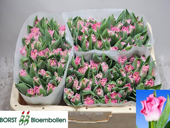 <h4>TU CO CROWN DYNASTY</h4>