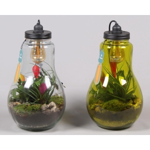 Glas Terrarium XXL helder met verlichting met Bromelia
