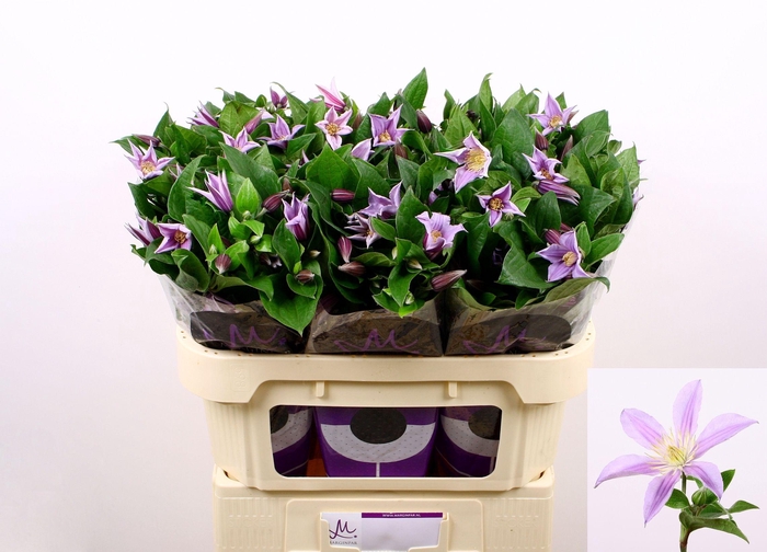 <h4>Clem Star River</h4>