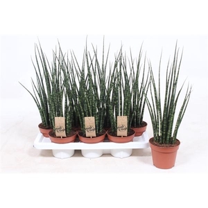 Sansevieria 'Fernwood'