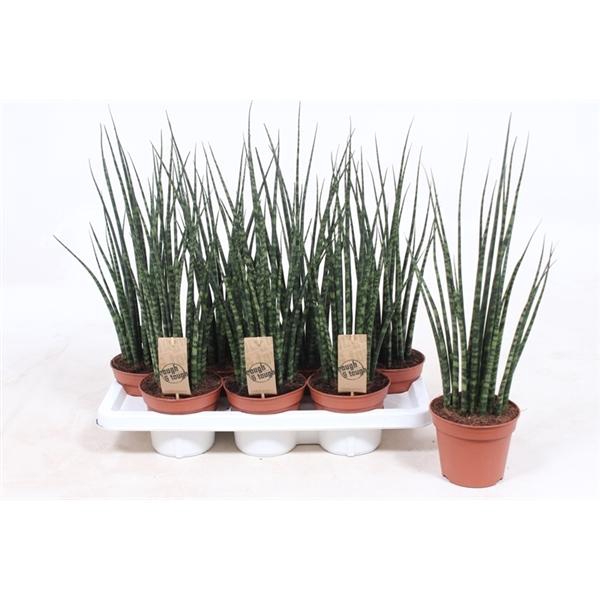<h4>Sansevieria 'Fernwood'</h4>