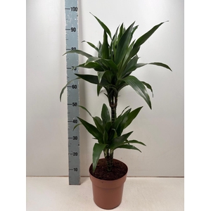 DRA FRAG JANET CRAIG