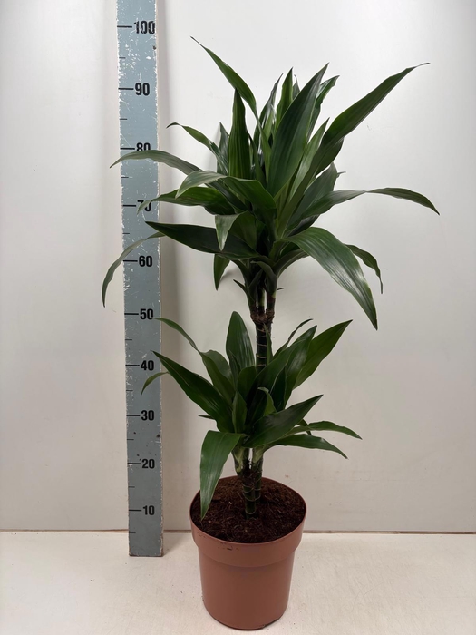 <h4>DRA FRAG JANET CRAIG</h4>