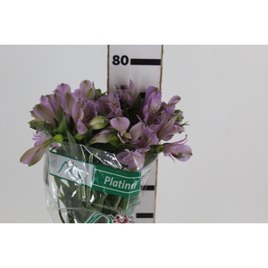 ALSTROEMERIA PLATINA 080 CM