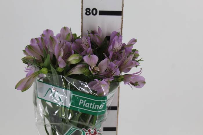 <h4>ALSTROEMERIA PLATINA 080 CM</h4>