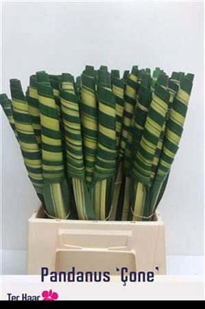 <h4>Pandanus (blad)</h4>