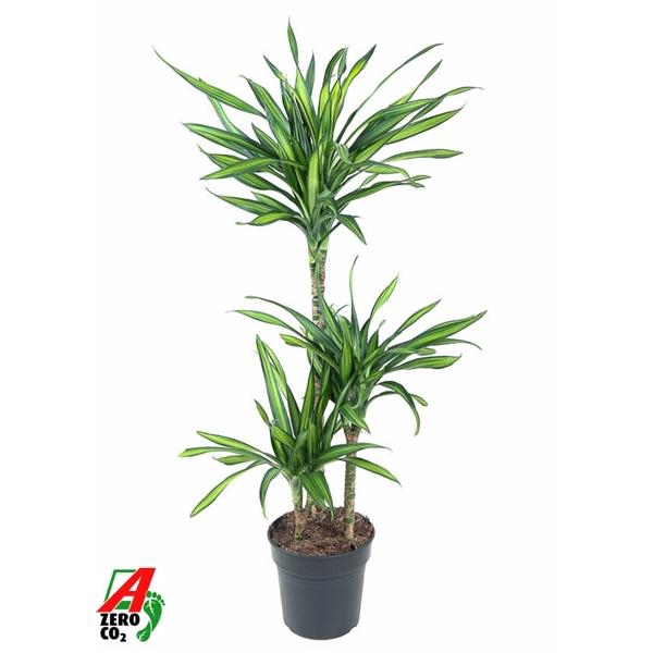 <h4>Dracaena fragrans Riki</h4>
