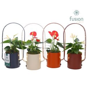 LED planter zink boog met Anthurium