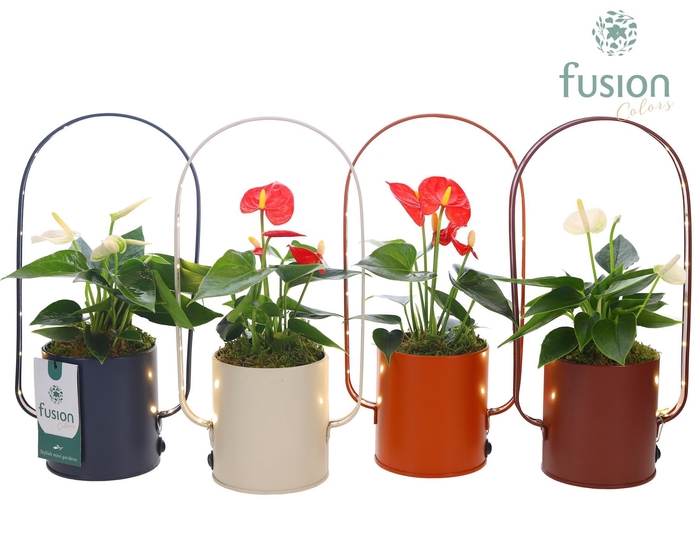 <h4>LED planter zink boog met Anthurium</h4>