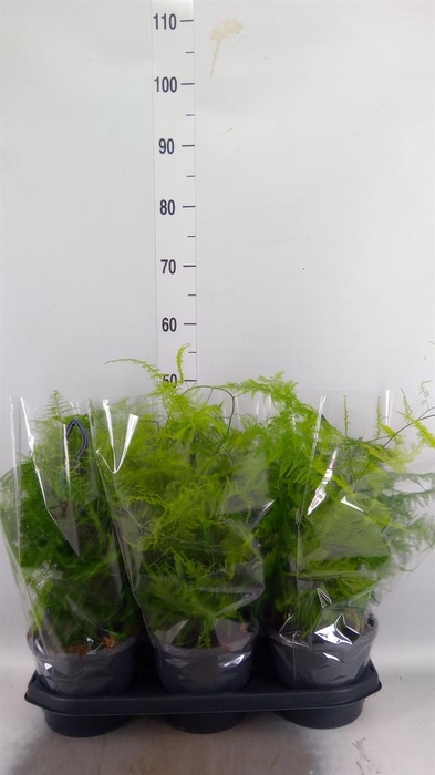 <h4>Asparagus setaceus</h4>